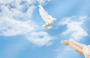 A white dove arrives, flies into the arms of a girl in the blue sky. there are light clouds