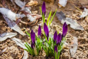Purple Crocuses, rising out from the snow in the early spring. Beautiful violet crocuses in the snow