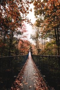 The Autumn Bridge